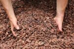 Cocoa Beans - Imagen 2