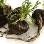 Maca Negra - Imagen 2